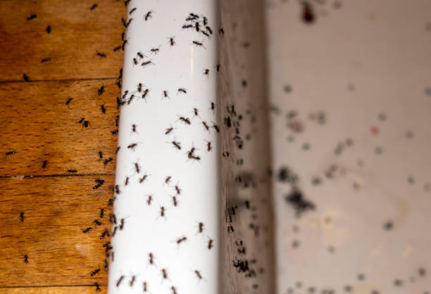 Best Pest Prevention Services  in Lakeland, TN